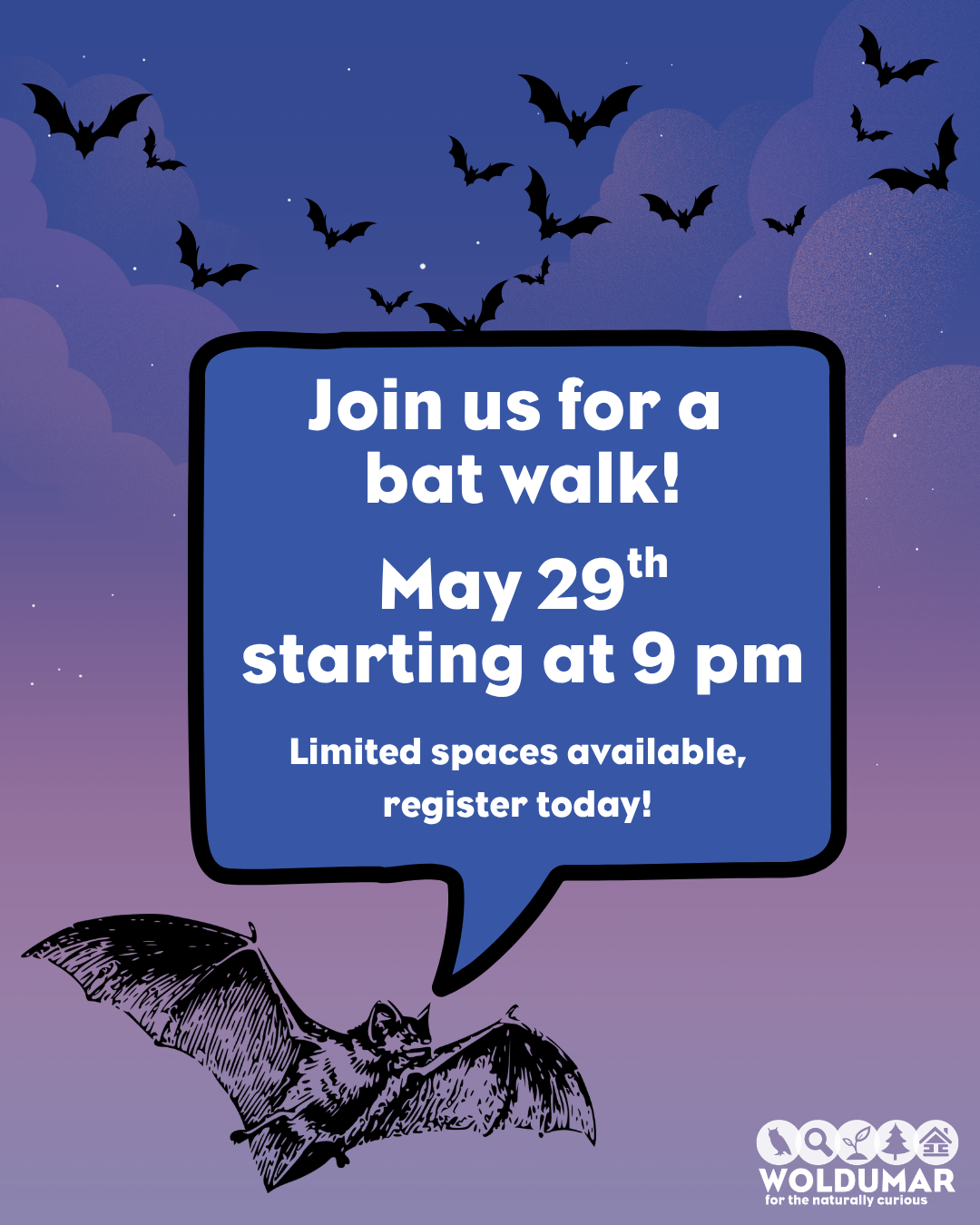 Bat Talk & Walk